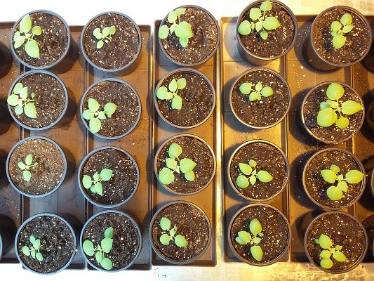 potted potato plants