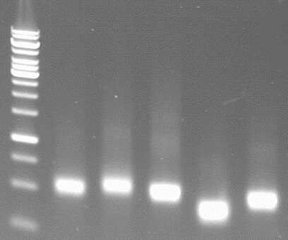 in vitro synthesised dsRNAs on a agarose gel